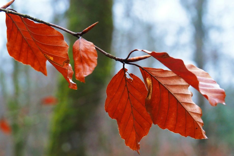 a branch with red leaves hanging from it