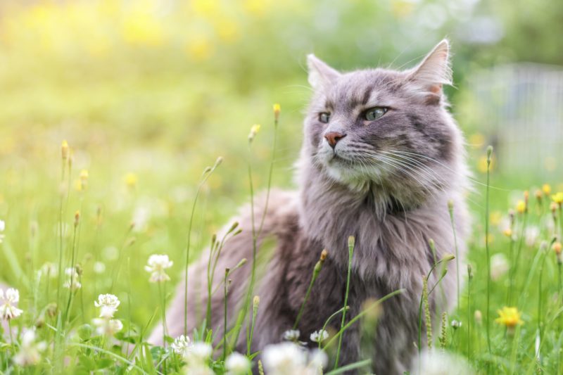 Portrait animalier – Image 4